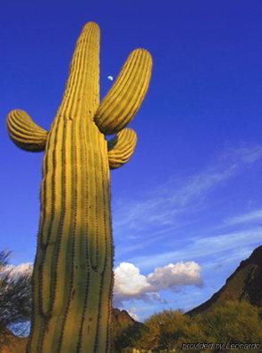 Hotel Best Western Phoenix Goodyear